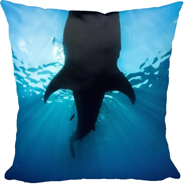 Whale shark (Rhincodon typus) silhouette, feeding on floating fish eggs (not visible)
