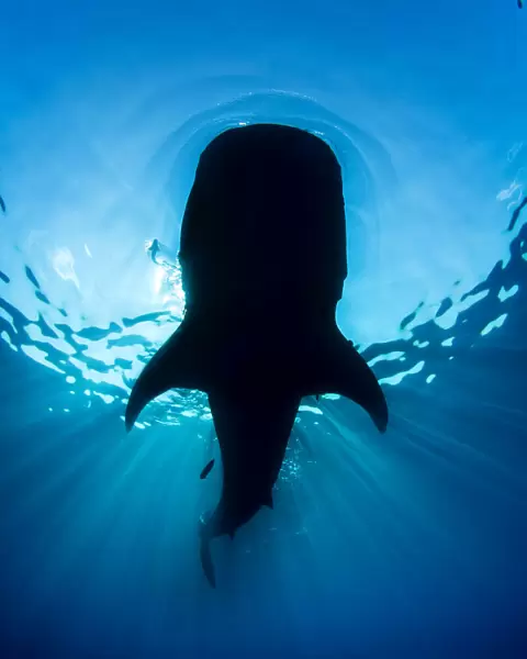 Whale shark (Rhincodon typus) silhouette, feeding on floating fish eggs (not visible)