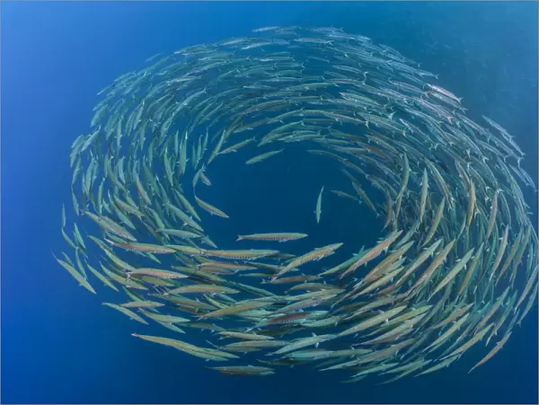 RF- School of Blackfin barracuda (Sphyraena qenie) forming circle in open water at Shark Reef