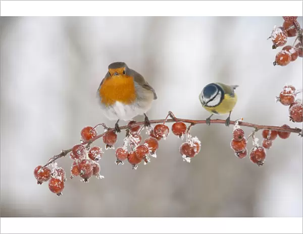 Adult Robin (Erithacus rubecula) and adult Blue tit (Parus caeruleus) in winter