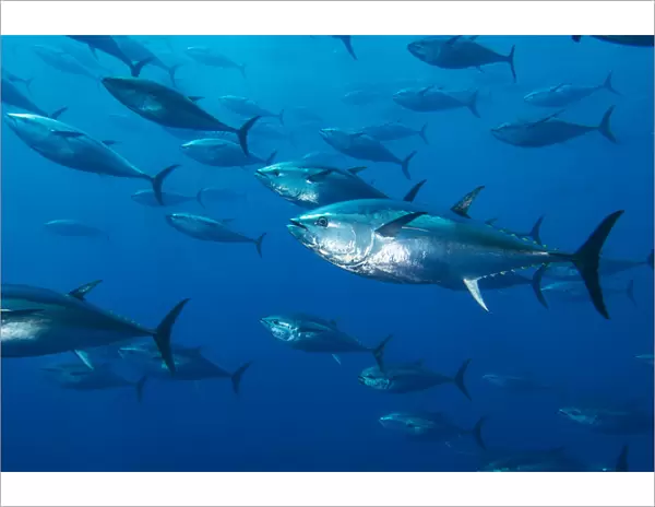 School of large Atlantic bluefin tuna (Thunnus thynnus) captive in growing pen