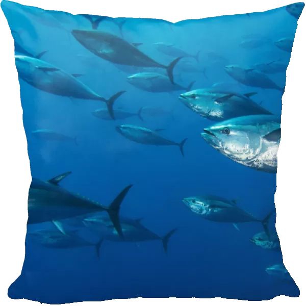 School of large Atlantic bluefin tuna (Thunnus thynnus) captive in growing pen