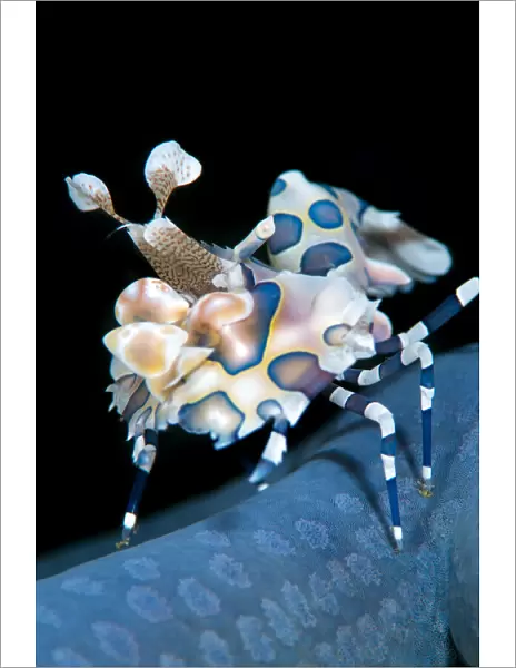 Harlequin shrimp (Hymenocera elegans) on blue sea star. This species of shrimps feeds