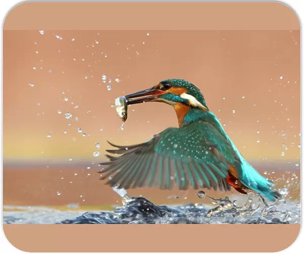 Kingfisher (Alcedo atthis) taking off from water with caught fish. Worcestershire, UK, March