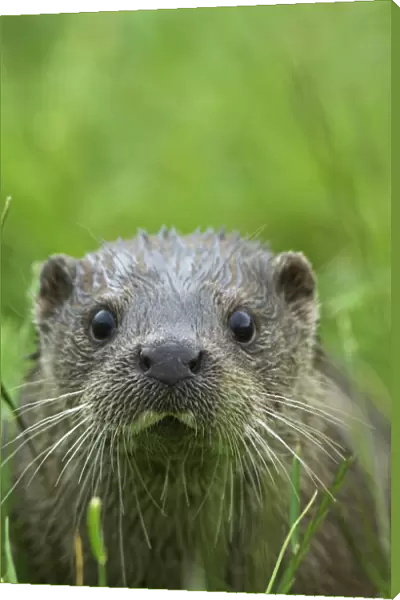 European river otter {Lutra lutra} face portrait, captive, UK