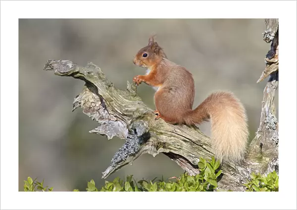 Red Squirrel (Sciurus vulgaris). Speyside, Scotland, April
