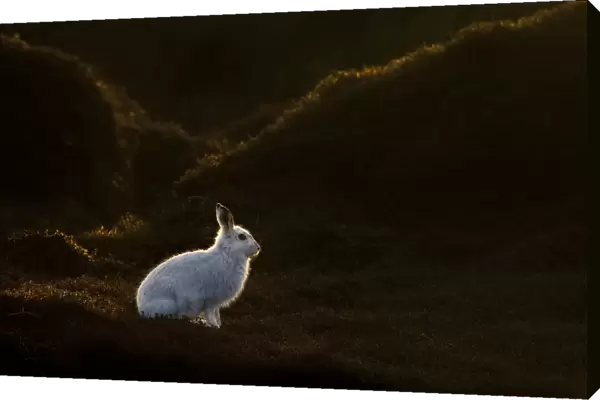 Mountain Hare (Lepus timidus) on moorland with white winter coat, Kinder Scout, Peak