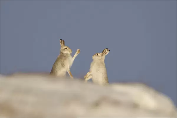Mountain Hares (Lepus timidus) boxing in winter. Cairngorms National Park, Scotland, UK, January