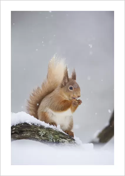 Red Squirrel (Sciurus vulgaris) adult sitting and feeding in snowfall. Cairngorms National Park
