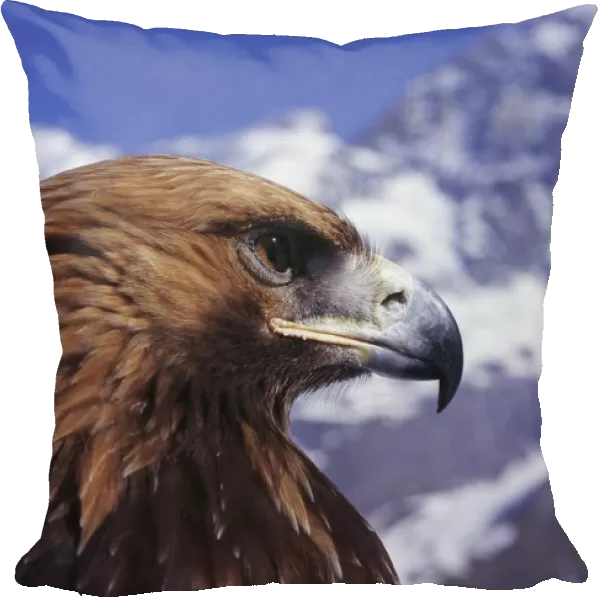 Golden eagle head portrait {Aquila chrysaetos} powerful hook bill, Switzerland
