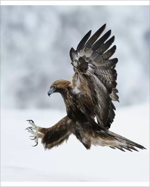 Golden Eagle (Aquila chrysaetos) coming in to land with claws spread. Kuusamo, Finland