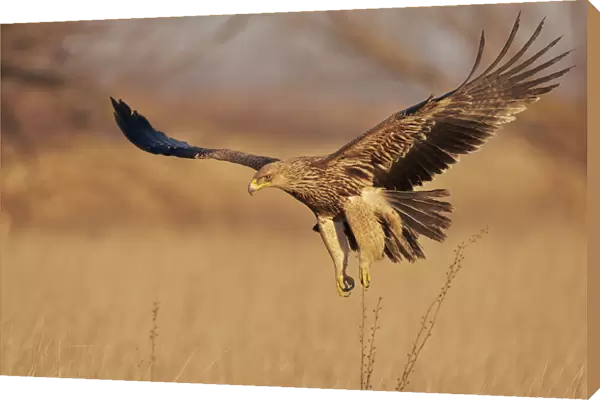 Imperial Eagle (Aquila heliaca) juvenile flying low, Hungary January