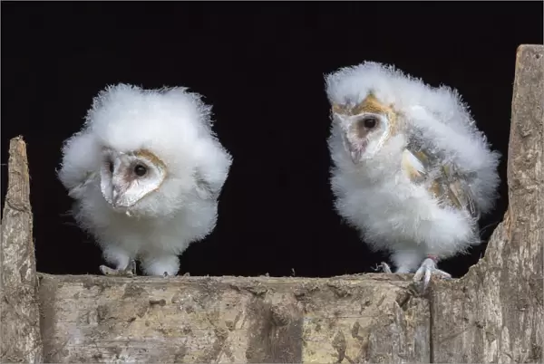 Barn owl chicks (Tyto alba) Cumbria, June. Captive