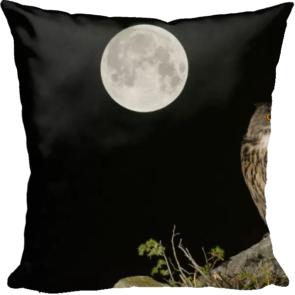 RF- Eurasian Eagle owl (Bubo bubo) adult perched on rocky outcrop with the Super Full Moon