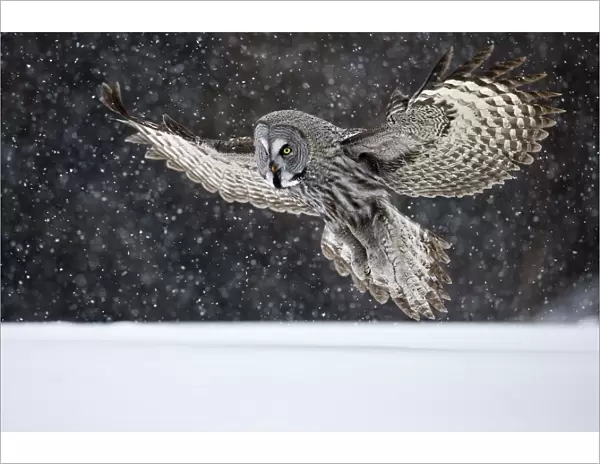Great Grey Owl (Strix nebulosa) landing in snow, Kuusamo, Finland