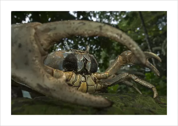 White forest crab (Cardisoma armatum) portrait, seen through claw, Island of Principe