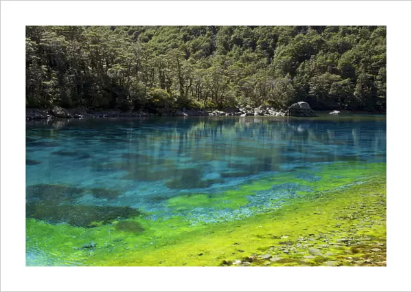 Rangimairewhenua or Blue Lake, Nelson Lakes National Park, Southern Alps, New Zealand