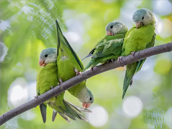 Grey-cheeked parakeets (Brotogeris pyrrhoptera) perched and grooming on a branch
