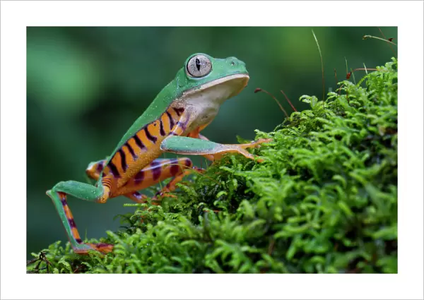 Tiger leg monkey frog  /  Tiger-striped monkey frog (Phyllomedusa tomopterna) portrait
