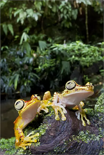 Two Imbabura tree frogs (Hypsiboas picturatus) on log, Canande, Esmeraldas, Ecuador