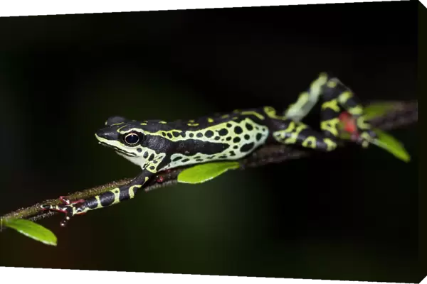 Pebas stubfoot toad  /  Harlequin toad (Atelopus spumarius) stretching on branch, Yasuni