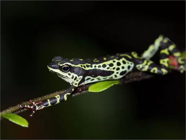 Pebas stubfoot toad  /  Harlequin toad (Atelopus spumarius) stretching on branch, Yasuni
