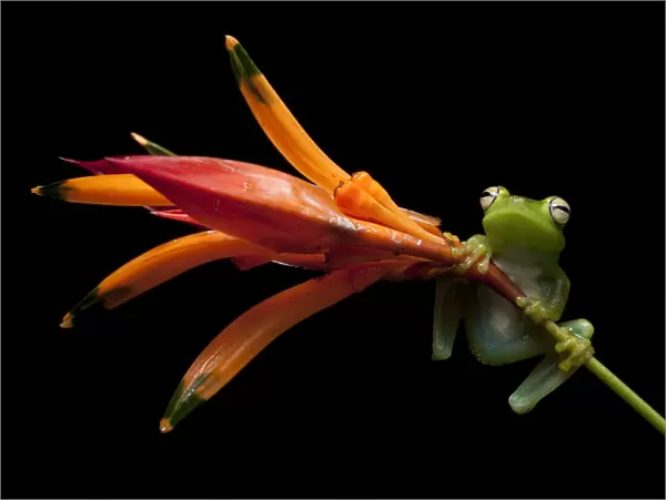 Palmar tree frog (Boana  /  Hypsiboas pellucens) on plant stem, Mindo, Pichincha, Ecuador