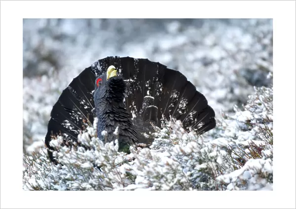 Adult male Capercaille (Tetrao urogallus), displaying in the snow, Scotland, December