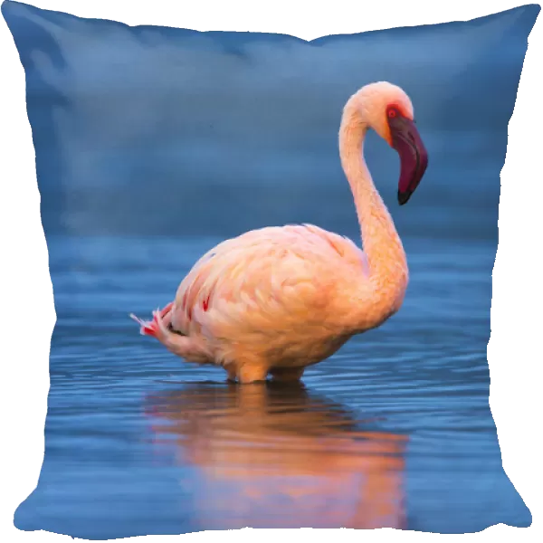 Lesser flamingo (Phoeniconaias minor) portrait, Lake Bogoria, Rift valley, Kenya, Africa