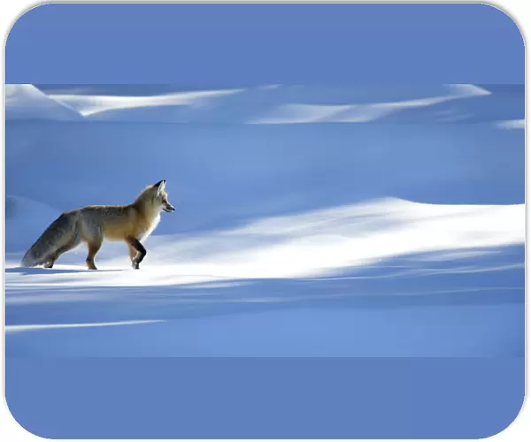 RF - Red fox (Vulpes vulpes) in dappled light on snow, Yellowstone National Park, USA