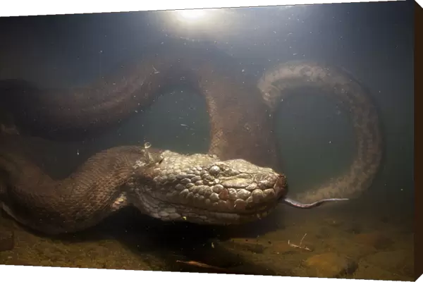 Green anaconda (Eunectes murinus) underwater, flicking tongue, Formoso River, Bonito
