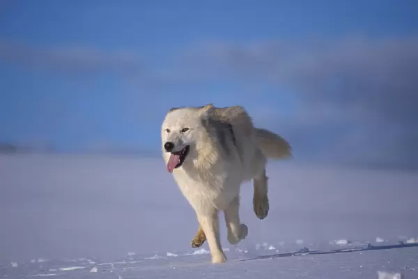 Arctic wolf running in snow {Canis lupus arctos} captive USA