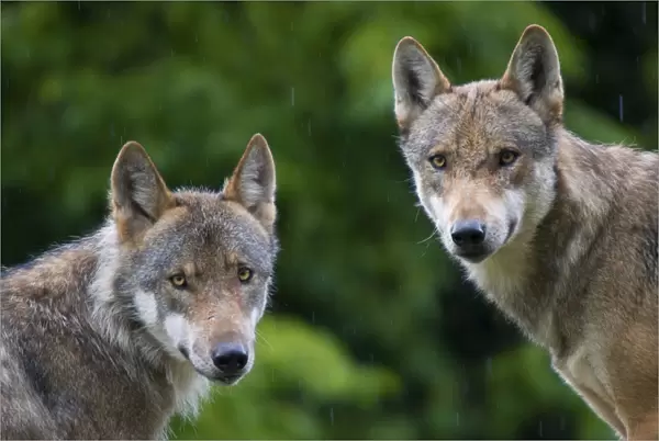 RF- Two Grey wolves (Canis lupus) head portraits with damp coats from rain shower