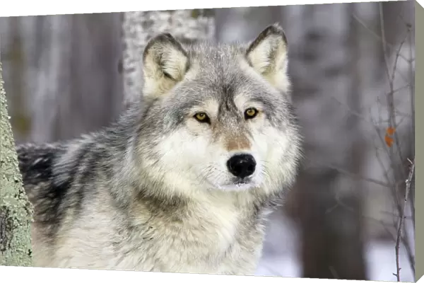 Grey Wolf (Canis lupus), in forest, captive, USA
