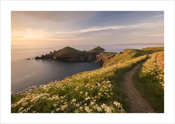 View towards The Rumps at sunset, with Umbellifers (Apiaceae) Pentire Head at sunset