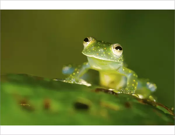 Glass Frog (Cochranella mache) portrait, Ecuador, Endangered species