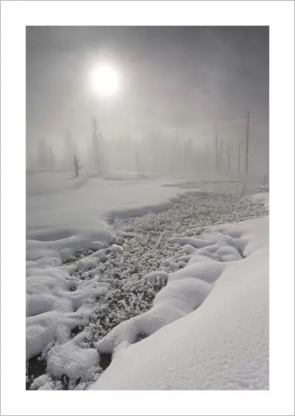 Calcified trees at Tangled Creek in winter, Yellowstone National Park, Wyoming, USA