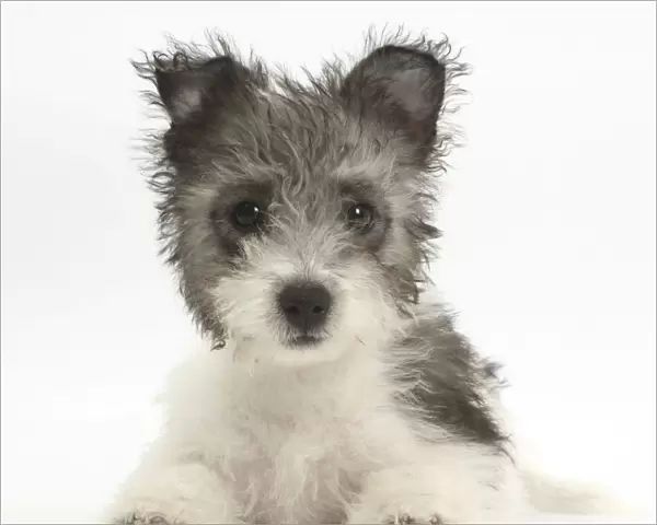 Jack Russell x Westie puppy age 12 weeks