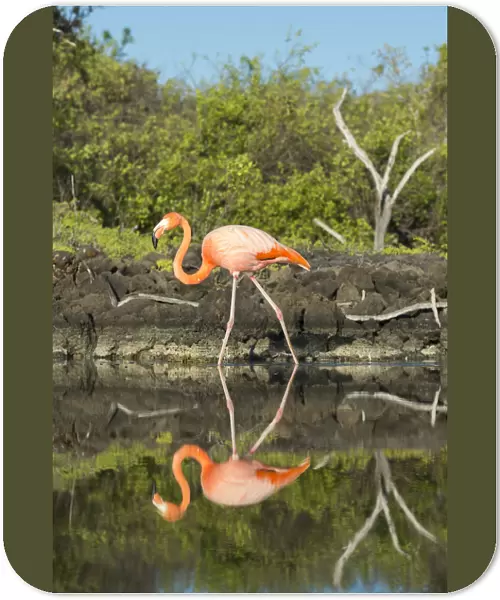 American flamingo (Phoenicopterus ruber) at edge of water, Borrero Bay, Santa Cruz Island