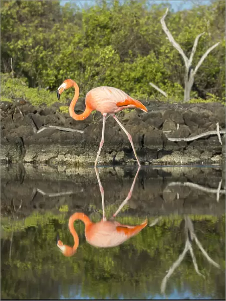 American flamingo (Phoenicopterus ruber) at edge of water, Borrero Bay, Santa Cruz Island