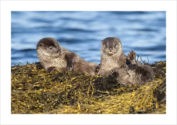 European river otter (Lutra lutra) cubs aged four months play fighting on Knotted wrack seaweed