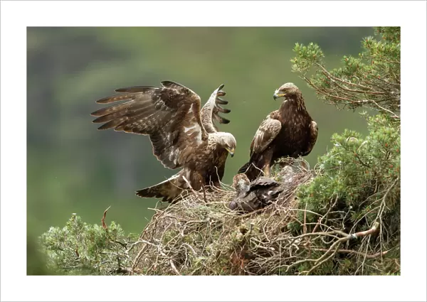 Golden eagle (Aquila chrysaetos) pair at nest in pine tree, Glen Tanar Estate, Cairngorms