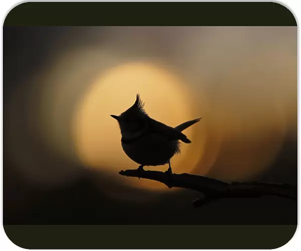 Crested tit (Lophophanes cristatus) silhouetted against sunset bokeh. Cairngorms National Park