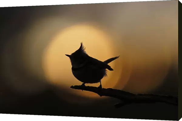 Crested tit (Lophophanes cristatus) silhouetted against sunset bokeh. Cairngorms National Park