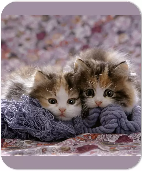 Domestic Cat kittens {Felis catus} 8-weeks, Tortoiseshell-and-white sisters