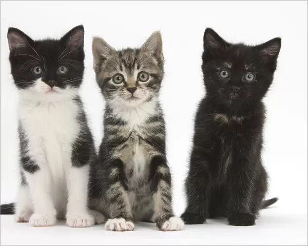 Three kittens with different black and white markings, sitting together, against