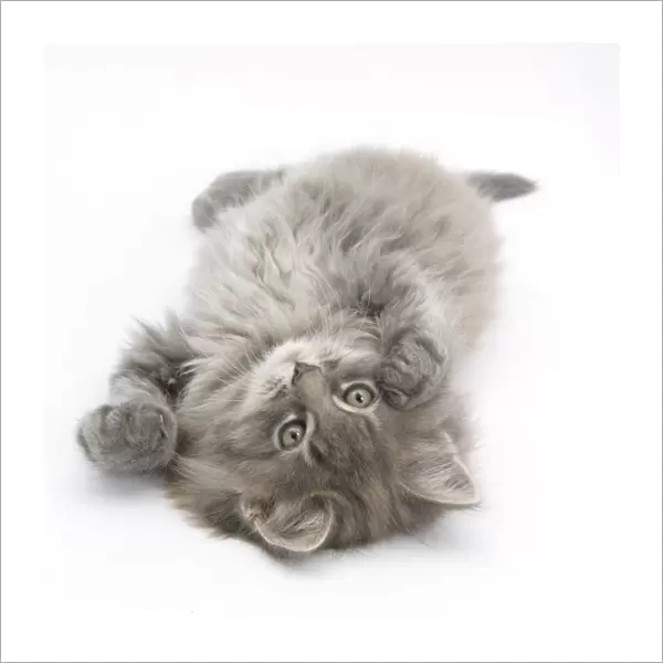 Maine Coon kitten, 8 weeks, lying on its back, looking up in a playful manner
