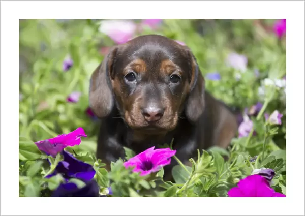 Standard Dachshund puppy ingarden flowers, Monroe, Connecticut, USA