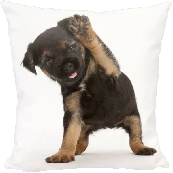 Border Terrier puppy, age 5 weeks, with raised paw