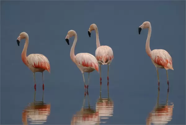 Chilean Flamingo, Phoenicopterus chilensis, La Pampa, Argentina